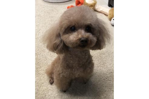 販売中のティーカッププードルの親犬