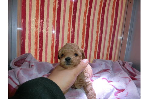 万円以下のトイプードルの子犬を探す ブリーダーナビ