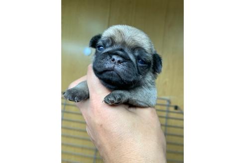 パグの子犬を探す ブリーダーナビ