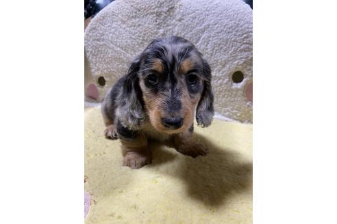 ミニチュアダックスフンドの子犬を探す ブリーダーナビ ミニチュアダックスフンドの子犬を探す ブリーダーナビ