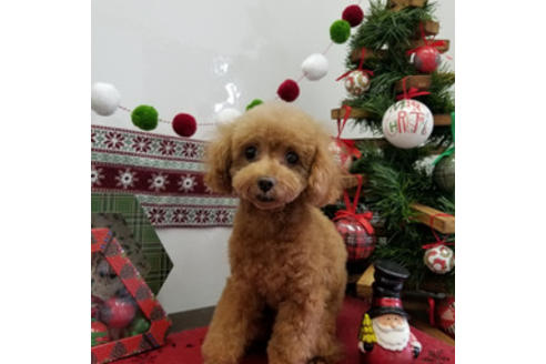 販売中のタイニープードルの親犬