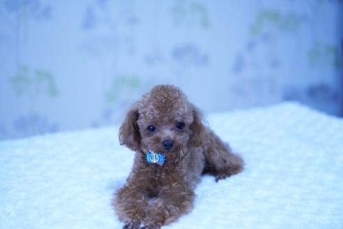販売中のマルプー:マルチーズ×トイプードルの親犬