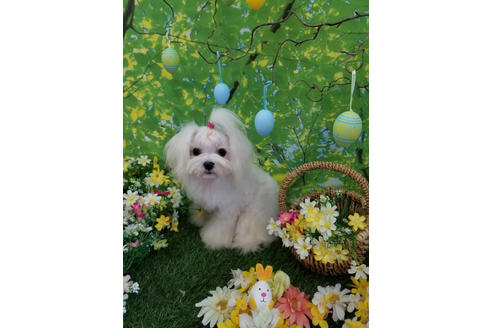 販売中のマルプー:マルチーズ×トイプードルの親犬