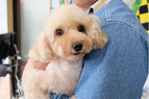 販売中のトイプードルの親犬