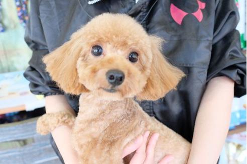 販売中のトイプードルの親犬