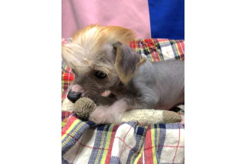 岡山県のチャイニーズクレステッドドッグ 男の子 21 01 01生まれ グレーピンク レッドホワイトの男の子 元旦生まれ 子犬id ブリーダーナビ 岡山県のチャイニーズクレステッドドッグ 男の子 21 01 01生まれ グレーピンク レッドホワイトの男の子 元旦生まれ 子犬id ブリーダーナビ