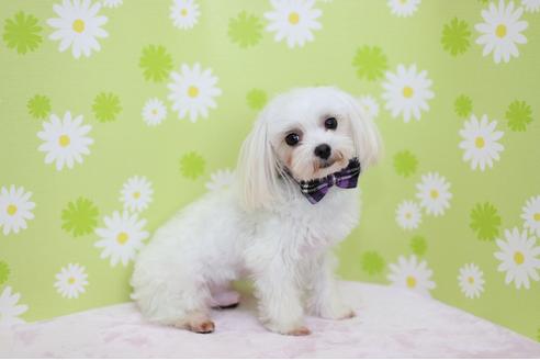 販売中のマルプー:マルチーズ×トイプードルの親犬