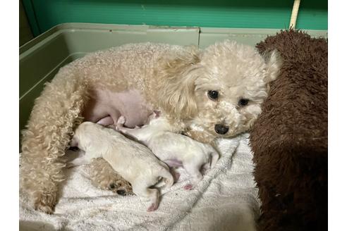 販売中のマルプー:マルチーズ×トイプードルの親犬