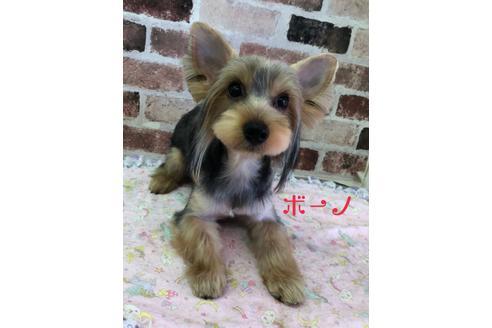 販売中のヨークシャーテリアの親犬