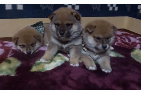 佐賀県で柴犬の子犬を探す ブリーダーナビ