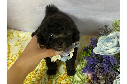 トイプードルでシルバーの子犬を探す ブリーダーナビ トイプードルでシルバーの子犬を探す ブリーダーナビ