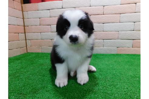 三重県のボーダーコリー 男の子 21 01 27生まれ とてもかわいい子犬が産まれました 子犬id ブリーダーナビ
