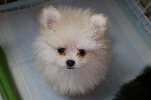販売中のポメラニアンの親犬