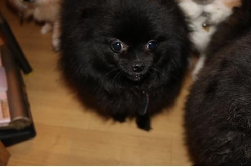 販売中のポメラニアンの親犬