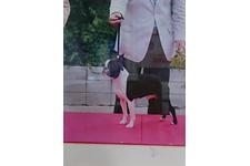 山本恵美ブリーダー