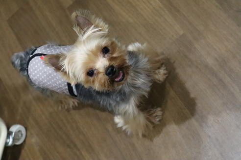 販売中のヨークシャーテリアの親犬