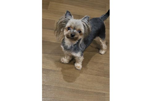 販売中のヨークシャーテリアの親犬