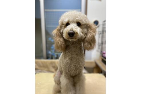 販売中のゴールデンドゥードル:ゴールデンレトリーバー×プードルの親犬