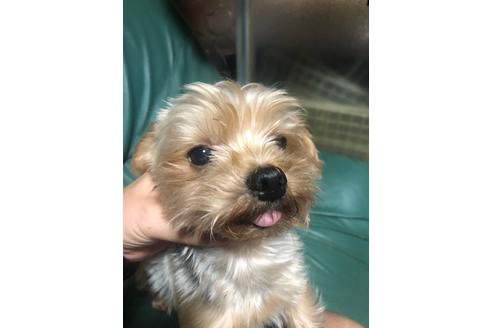 販売中のヨークシャーテリアの親犬