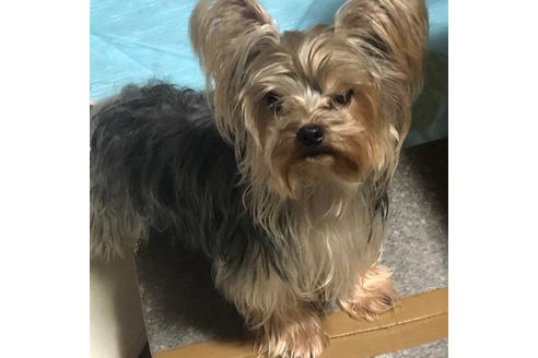 販売中のヨークシャーテリアの親犬