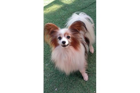 販売中のパピヨンの親犬