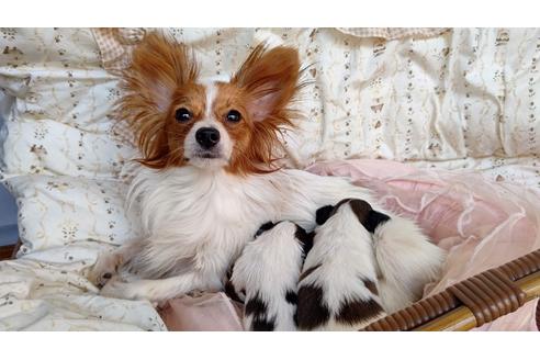 販売中のパピヨンの親犬