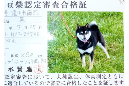 販売中の豆柴の親犬
