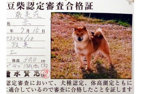 販売中の豆柴の親犬