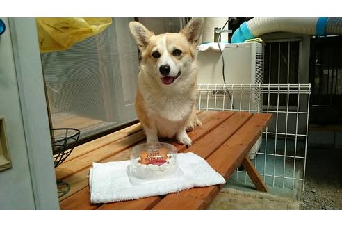 販売中のウェルシュコーギーペンブロークの親犬
