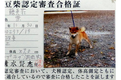 販売中の豆柴の親犬