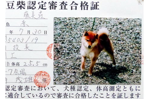 販売中の豆柴の親犬