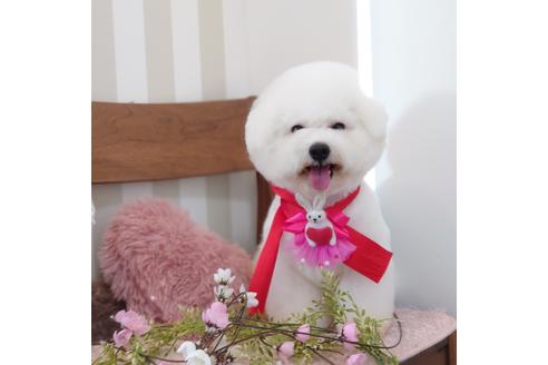 販売中のビションフリーゼの親犬