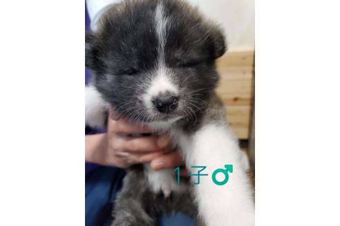 北海道の秋田犬 男の子 21 02 06生まれ かわいい黒虎の男の子 子犬id ブリーダーナビ
