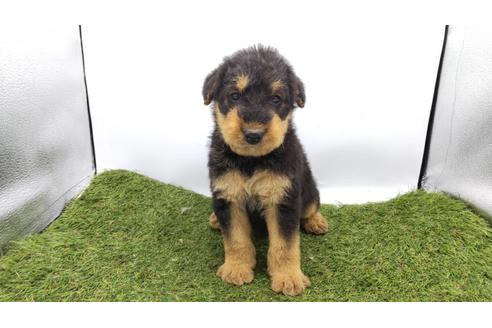 エアデールテリアの子犬を探す ブリーダーナビ