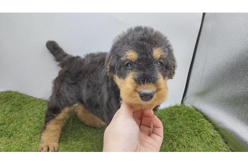 東京都のエアデールテリア 女の子 21 01 17生まれ 元気いっぱいムチムチなエアデールちゃん 子犬id ブリーダーナビ