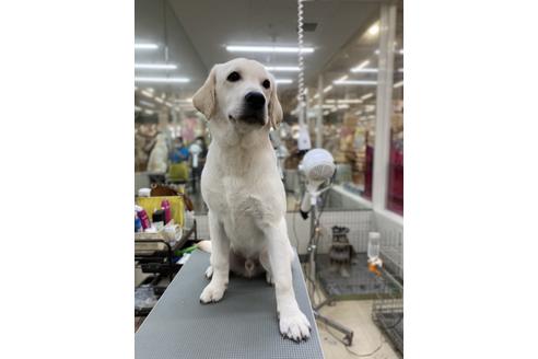 佐賀県でラブラドールレトリーバーの子犬を探す ブリーダーナビ 佐賀県でラブラドールレトリーバーの子犬を探す ブリーダーナビ