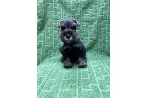 ミニチュアシュナウザーの子犬を探す ブリーダーナビ ミニチュアシュナウザーの子犬を探す ブリーダーナビ