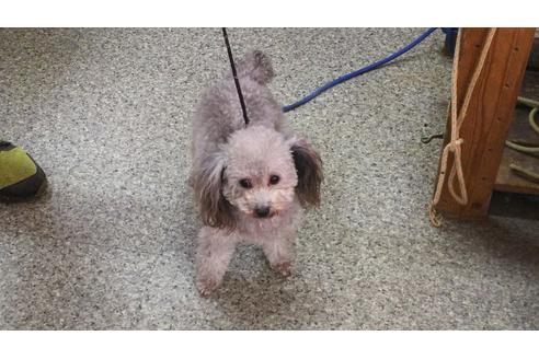 販売中のタイニープードルの親犬