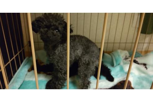 販売中のタイニープードルの親犬