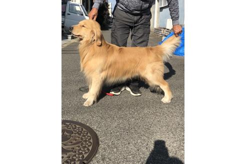 販売中のゴールデンレトリーバーの親犬