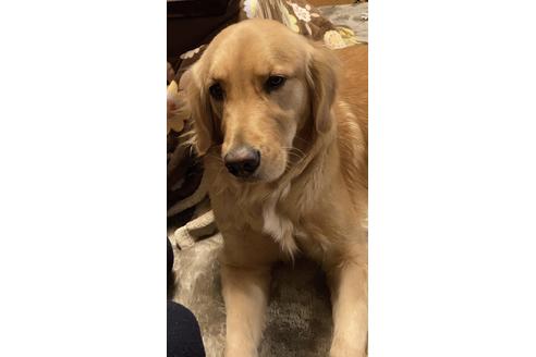販売中のゴールデンレトリーバーの親犬