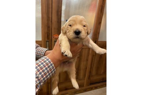 ゴールデンレトリーバーの子犬を探す ブリーダーナビ ゴールデンレトリーバーの子犬を探す ブリーダーナビ