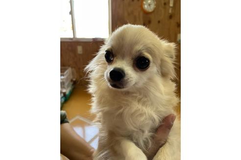 販売中のチワワ(ロングコート)の親犬