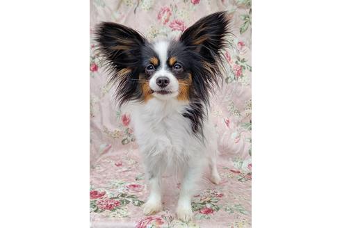 販売中のパピヨンの親犬