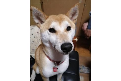 販売中の柴犬の親犬