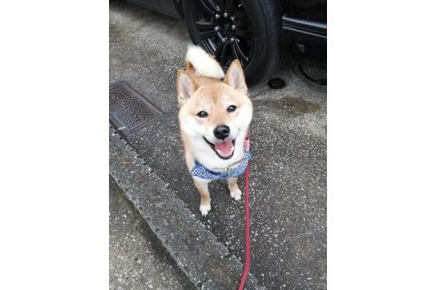 販売中の柴犬の親犬
