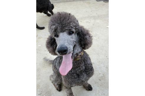 販売中のスタンダードプードルの親犬