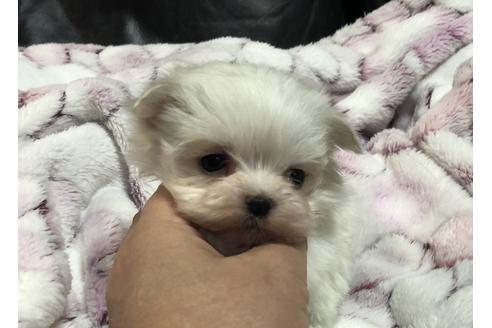 マルチーズの子犬を探す ブリーダーナビ マルチーズの子犬を探す ブリーダーナビ