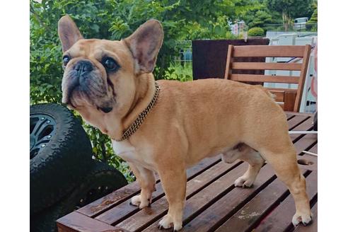 販売中のフレンチブルドッグの親犬