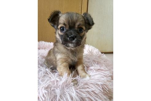 大分県でチワワの子犬を探す ブリーダーナビ